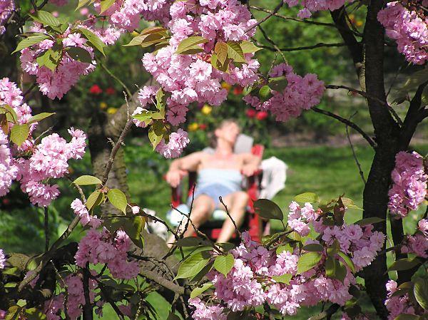 19-1271_04 Sonnenbad in der warmen Frühlingssonne unter blühenden Kirschbäumen. | Liebesinsel - Stadtpark Hamburg Winterhude.